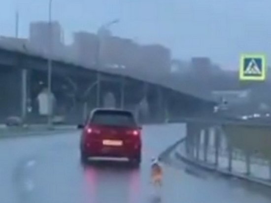 Девушка выбросила собаку из автомобиля в Красноярске
