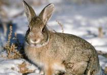 С 11 октября краевое минприроды открыло прием заявлений на получение разрешений на добычу зайца и лисицы в общедоступных охотничьих угодьях региона, сообщает сайт ведомства