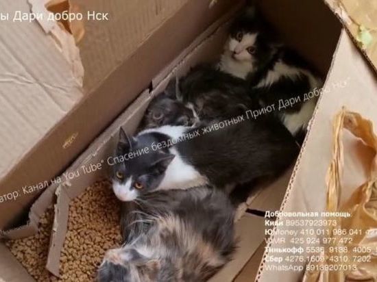 Три заклеенные коробки с кошками нашли в лесу под Новосибирском