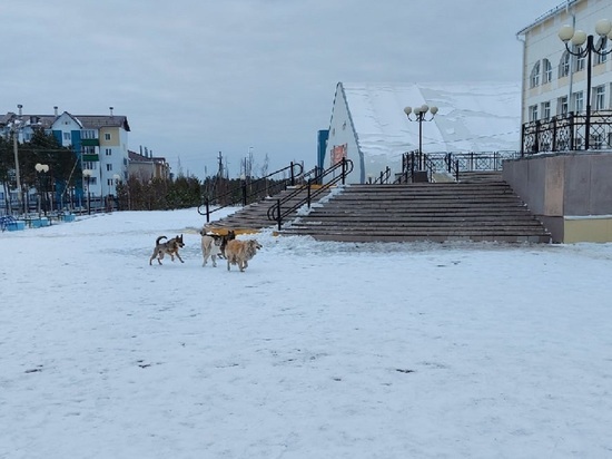 Соцсети: агрессивные чипированные собаки бросаются на детей у школы в Губкинском
