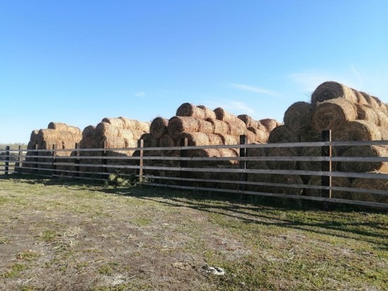 Животноводы Астраханской области полностью запаслись сеном