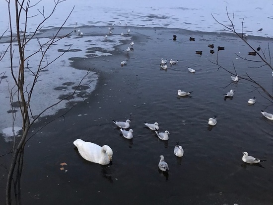Озеро замерзает: судьба раненого лебедя беспокоит жителей Салехарда