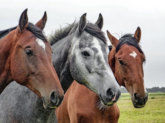 У фермера в Приморье украли 90 лошадей за одну ночь
