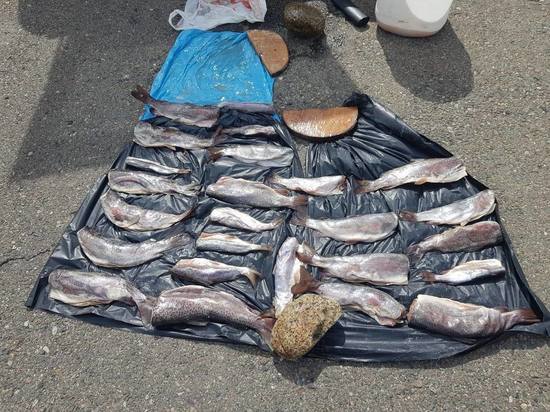Полицейские Тувы задержали крупную партию краснокнижных видов рыб