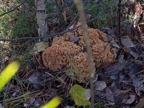 Редкий гриб «баранья голова» вырос в ласах Новосибирска после завершения грибного сезона