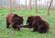 Утром 13 октября на территории цеха улавливания и ТЭЦ завода «Алтай-Кокс» в Зариснке обнаружили медведицу с тремя медвежатами