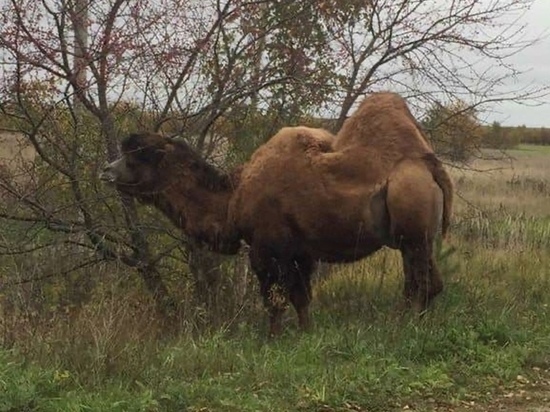 В Ивановском районе с частной фермы сбежала верблюдица