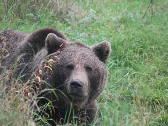  Медведя заметили местные жители в черте Красноярска