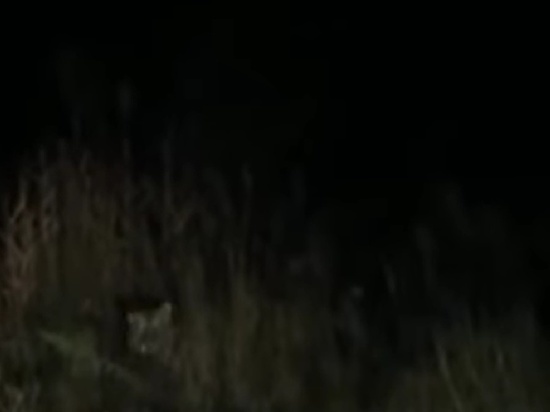 В Хабаровском крае на видео попало исчезновение тигренка