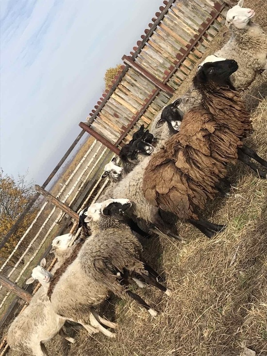  В одном из районов Ивановской области зафиксирована вспышка оспы овец