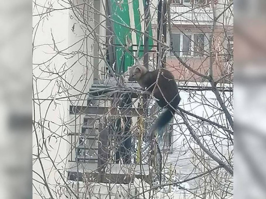В Якутске на улице Можайского горожане заметили соболя