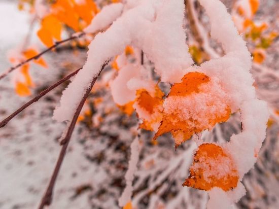 Первый снег порадует жителей Ленобласти уже на следующей неделе