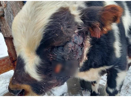 В Намском районе Якутии неизвестные обстреляли стадо коров