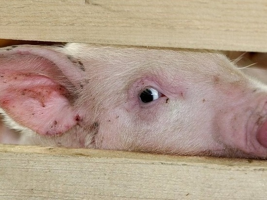 В Ивановской области введен запрет на продажу свинины