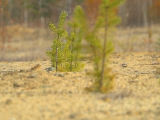 «Святогор» высадил 67 гектаров леса на севере Свердловской области