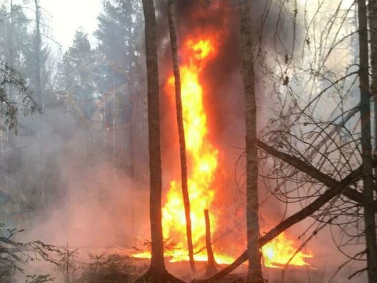 Спасатели поделились фото пожара на нефтепроводе в Тосно