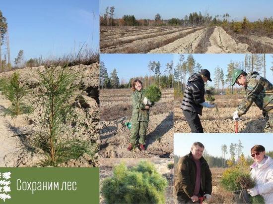 Тюменская область участвует в акции «Сохраним лес»