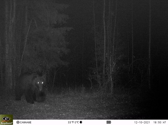 Во Владимирские леса пришли на ПМЖ медведи