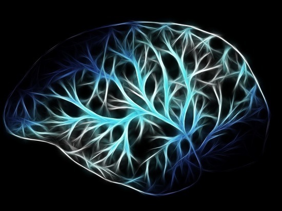 Ученый рассказал, как замедлить старение мозга