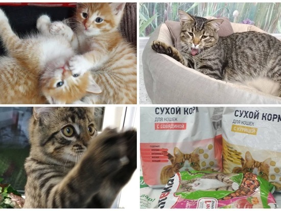 Волонтеры «Лапы в руки» сумели 16 октября найти дом для 18 бездомных животных в Томске