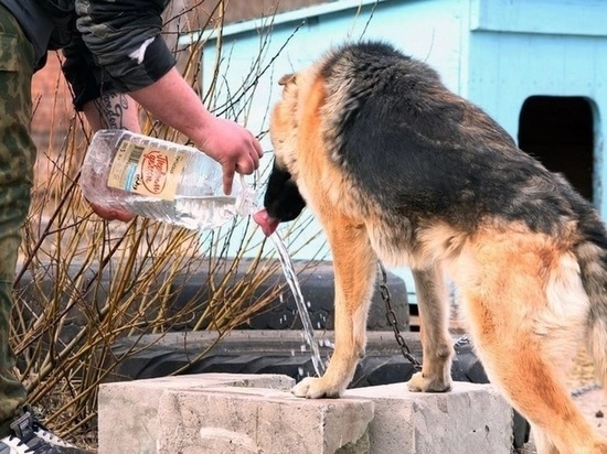 Псковский зооприют остался без воды и просит помощи
