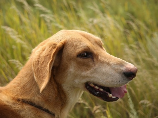 Ученые обнаружили у собак человеческое психическое расстройство