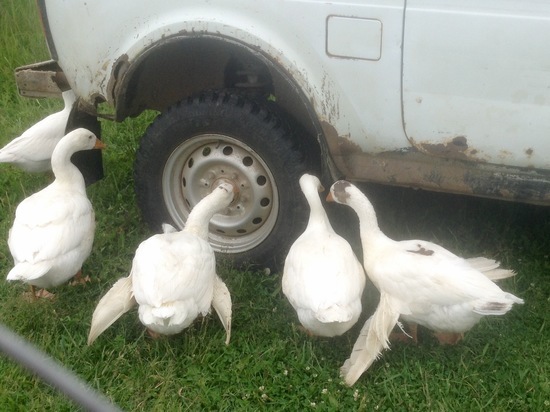 На региональный маткапитал смоляне могут купить машину