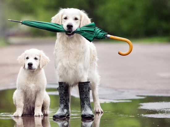 Кинолог дал совет, как нужно гулять с собакой в дождь