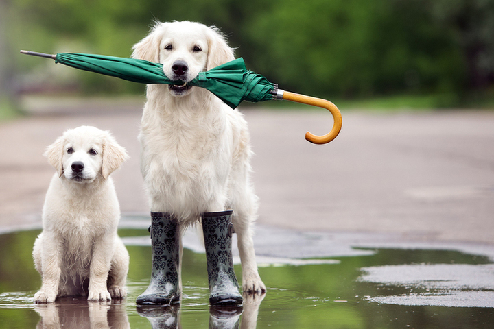 Кинолог дал совет, как нужно гулять с собакой в дождь