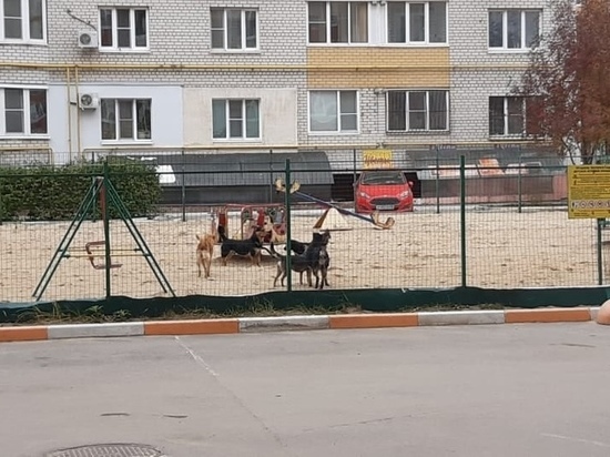 В Рязани бездомные собаки заняли детскую площадку на улице Вишневой