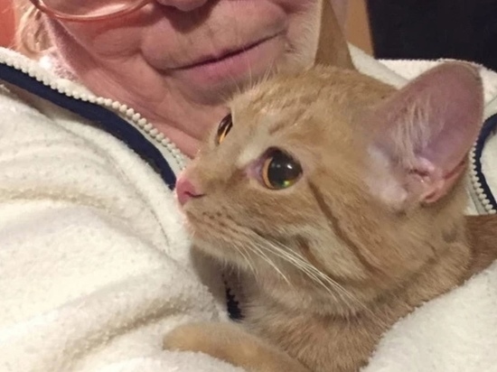 В Ярославле спасли кошку, которая после смерти хозяйки оказалась запертой в квартире