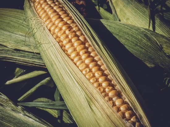 Тамбовский «Крахмалопродукт» планирует увеличить объём перерабатываемого зерна кукурузы