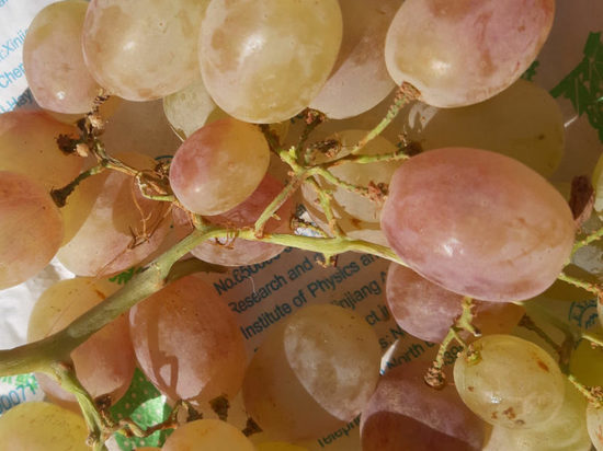  В Оренбургской области в привозном винограде нашли паразита