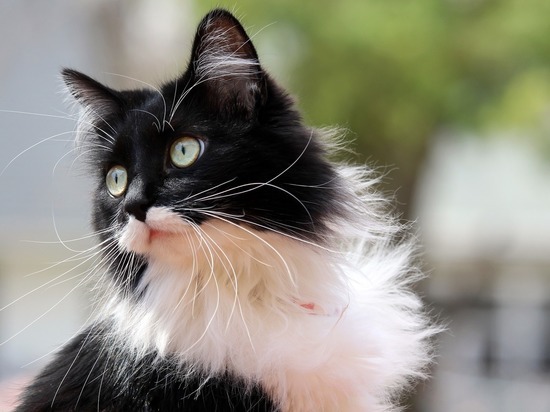 В Большеболдинском районе выявлено бешенство у кошки