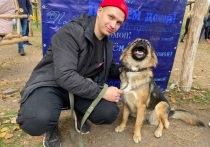 В парке Ленина Белгорода 16 октября прошла выставка-раздача бездомных собак "Пойдем домой"