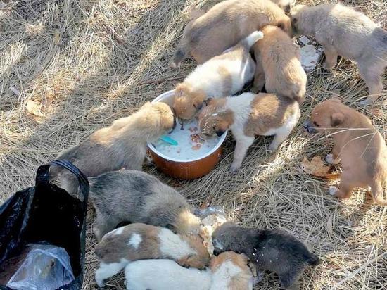 В Рязанской области выкинули чемоданы с 14 щенками