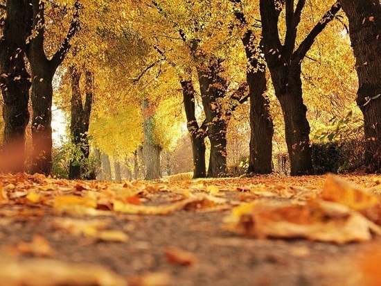 В Томске 19 октября ожидается ясная погода и потепление до +14 градусов