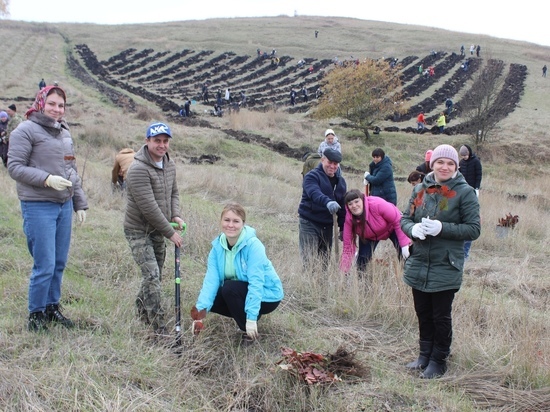 В южной части Курской области высадили 10 тысяч сеянцев деревьев