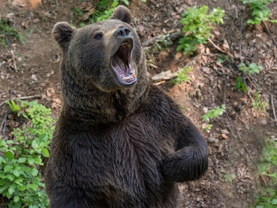  В Красноярском крае охотники застрелят еще 15 опасных медведей
