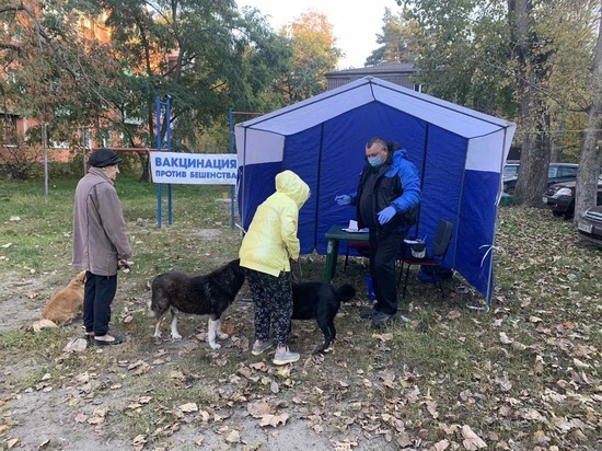 В Курске привили от бешенства более 3 тысяч кошек и собак