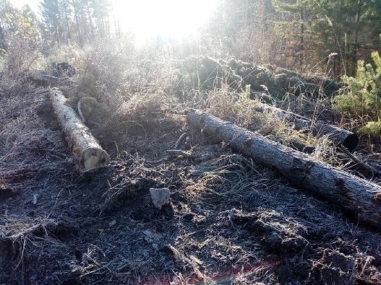 Забайкальцы спилили 226 деревьев на чужой деляне, ущерб составил 4 млн рублей