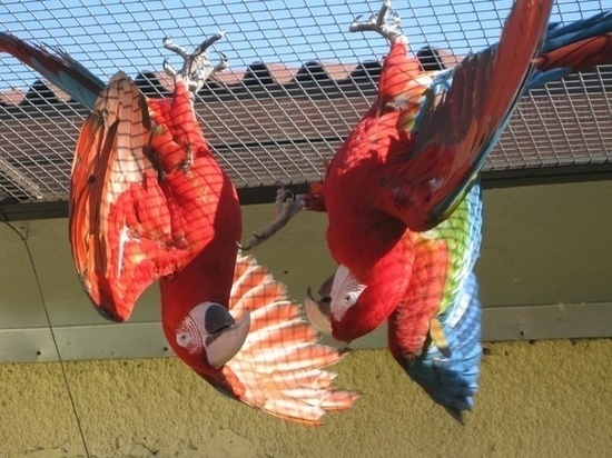 Калужский Парк птиц получил лицензию на использование животных в представлениях