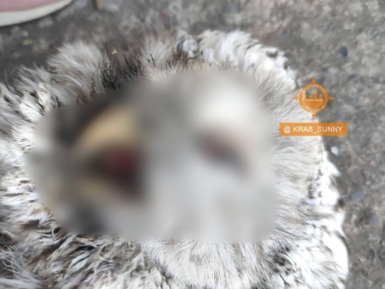 Неизвестные жестоко убили сову в микрорайоне Солнечном в Красноярске