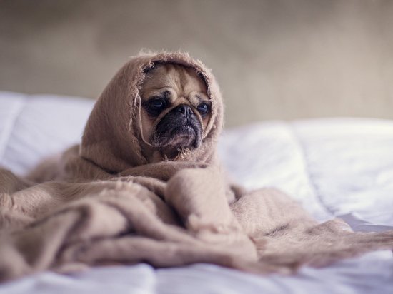 Кинологи рассказали, что как помочь собаке при простуде
