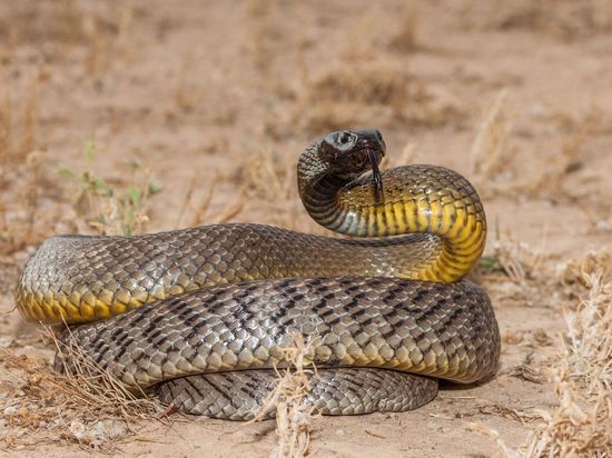 Петербуржцы обнаружили змею у ЖК «Английская миля»