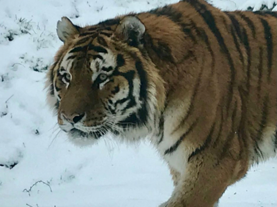 Тигр утащил собаку в Хабаровском крае