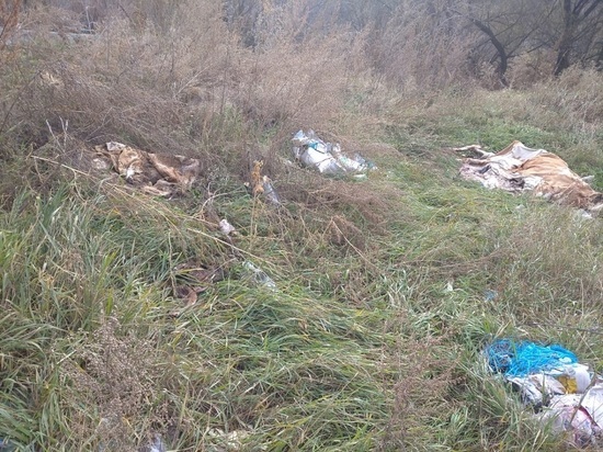 В Алтайском селе обнаружили незаконный скотомогильник