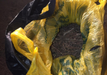 Под кроватью жителя Улан-Удэ полиция обнаружила полимерные мешки с наркотическим веществом растительного происхождения, всего около 5,5 килограммов