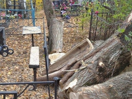 В Ржаксе после жалоб жителей опилили аварийные деревья на местном кладбище