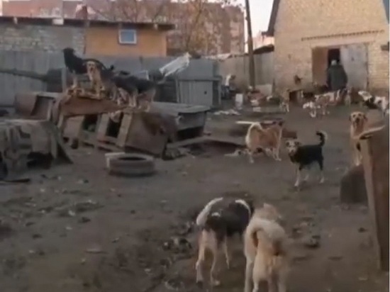 В воронежском приюте «Дора» ночью убили пятнадцать собак
